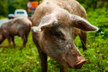 Dirty, adult pig, walking on the green grass, on the farmの写真素材