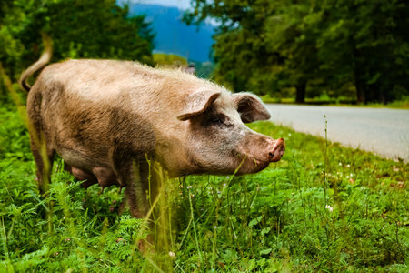Dirty, adult pig, walking on the green grass, on the farmの写真素材