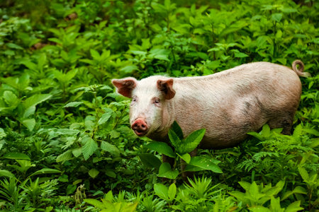 Dirty, adult pig, walking on the green grass, on the farmの写真素材