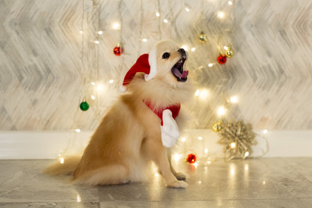 A fluffy little dog, a Pomeranian, is sitting at home against the background of Christmas decorations,in a Santa costume,on a Christmas holidayの写真素材