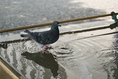 The gray pigeon stands on the Holy water shrine in the Kyoto templeの写真素材