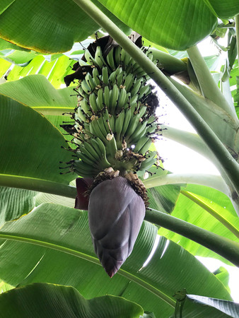 Banana tree with Banana blossom / flower - imageの写真素材