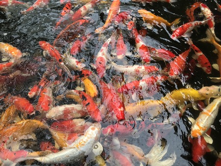 Beautiful Koi carp fishes moving in pondの写真素材