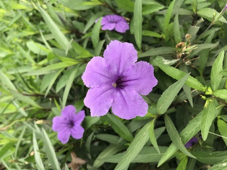 Purple flowers in the gardenの写真素材