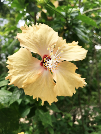 Close up yellow flowerの写真素材