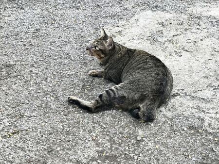 The cat lying on the floorの写真素材