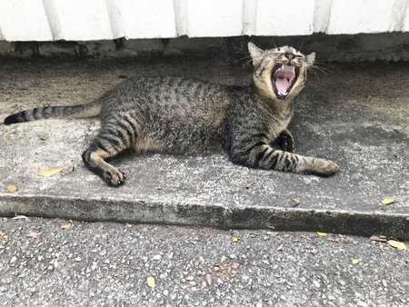 The cat bared the teeth lying on the floorの写真素材