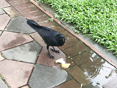 Black crow eating bread in the parkの写真素材