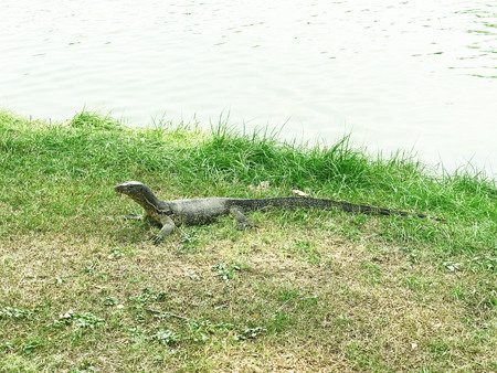 Monitor lizard (Varanus salvator) in Lumpini parkの写真素材