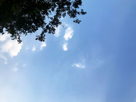 Blue sky. Bottom to top view with silhouette of treeの写真素材