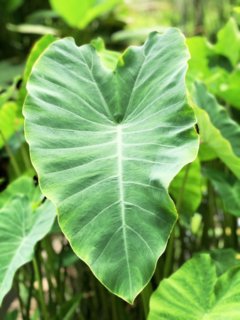 Close up of green leafの写真素材