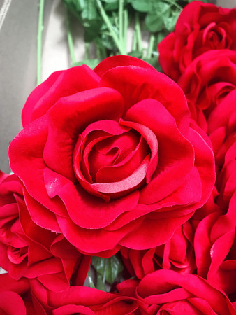 Red rose close upの写真素材