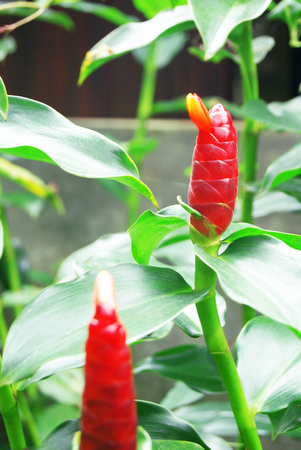 Costus woodsonii, red ginger flowerの写真素材