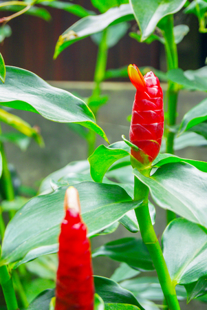 Costus woodsonii, red ginger flowerの写真素材