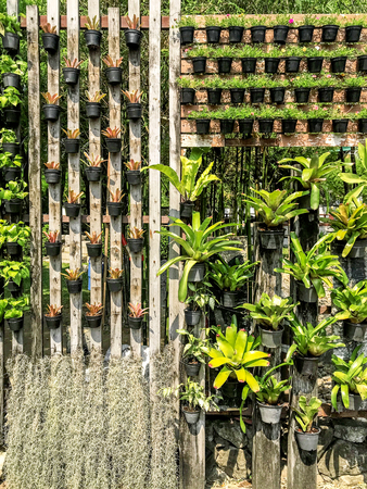 Beautiful plant wall backgroundの写真素材