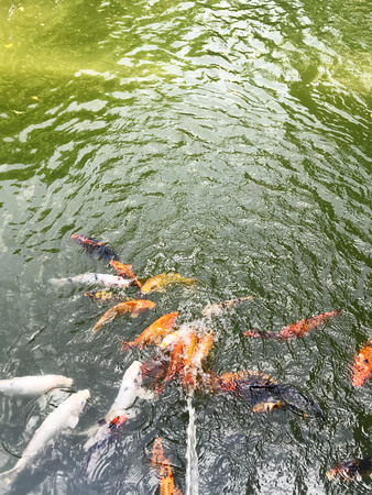 Beautiful Koi Carp Fishes moving in pondの写真素材