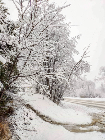 Snow-covered trees have roads beside themの写真素材