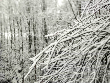 Closeup pine tree branches covered with snowの写真素材