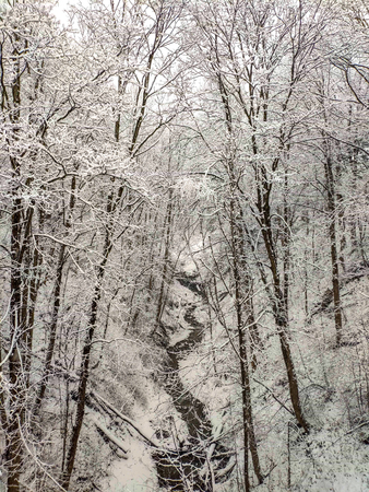A beautiful forest with snow covered and a small streamの写真素材