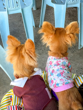 Two dogs sitting backの写真素材