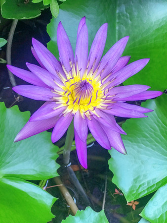 Beautiful purple lotus in the pondの写真素材