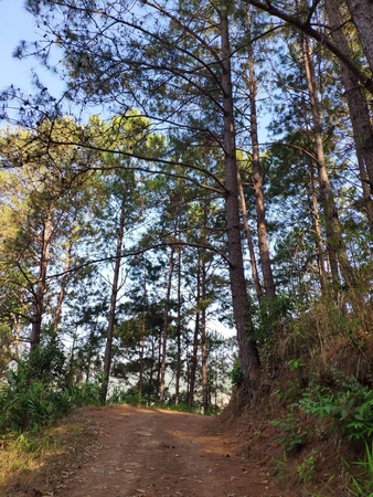 The tall trees have a path in the lush forest, Thailandの写真素材