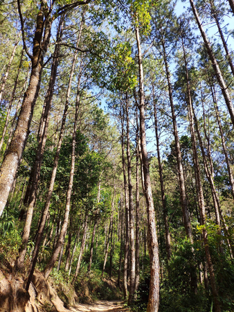 The tall trees have a path in the lush forest, Thailandの写真素材
