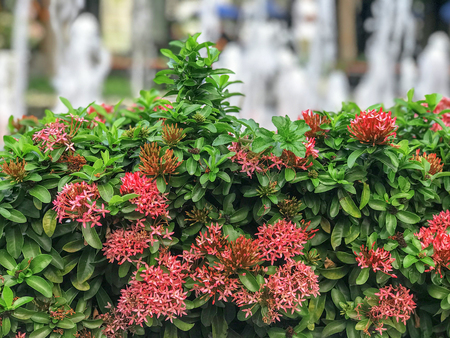 Beautiful flower spike on the front with a fountain in the backgroundの写真素材