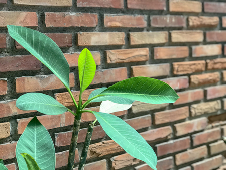 Green leaves in front with brick wall backgroundの写真素材