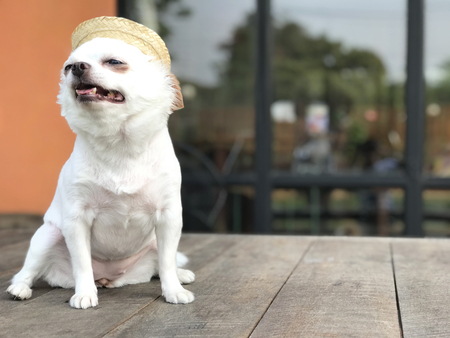 White chihuahua sitting on the table outside enjoy sunny dayの写真素材