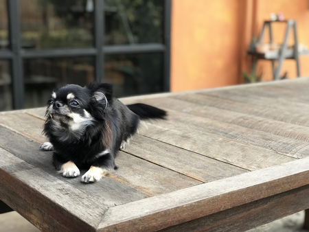 Black chihuahua sitting on the table outside enjoy sunny dayの写真素材