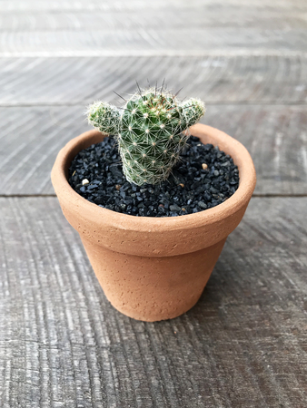 Small cactus on wooden backgroundの写真素材