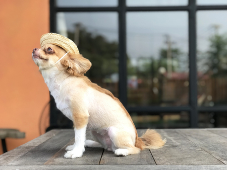 Brown chihuahua sitting on the table outside enjoy sunny dayの写真素材