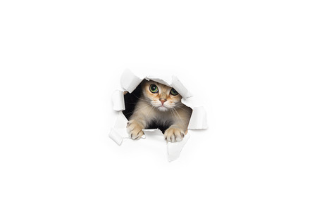 Funny cat peeking out of torn paper isolated on white backgroundの写真素材