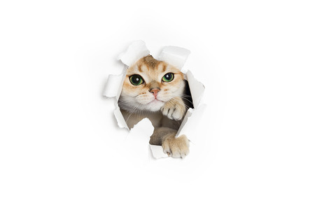 Funny cat peeking out of torn paper isolated on white backgroundの写真素材