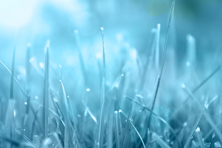 Grass. Abstract blue background made from natural herbs with dew drops closeup. Sun. Soft Focus. Abstract Nature Backgroundの写真素材