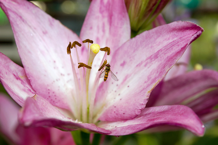 Beautiful flower lily and a bee in flower garden. Flower lily on natural background.の写真素材