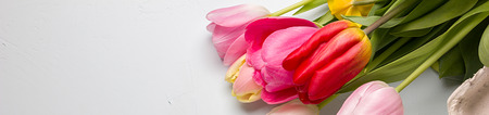 Bouquet of spring tulips closeup on a light blue background, border design panoramic bannerの写真素材