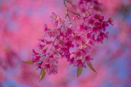 Cherry blossom in Thailandの写真素材