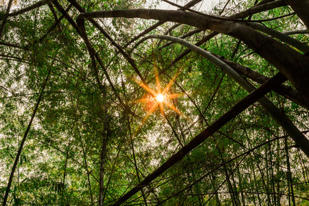 Forest with the sun behindの写真素材