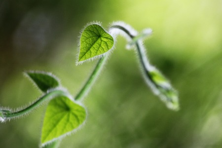 Fresh green spring leaves with translucent light coming through the leaves