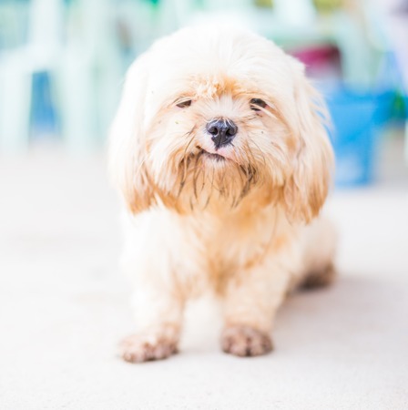 Domestic Dogの写真素材