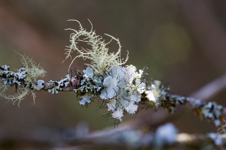 Lichen on Branchの写真素材