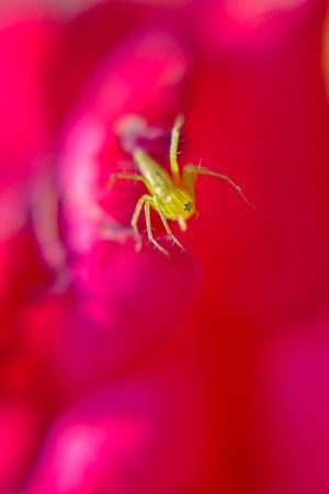 spider on Rose