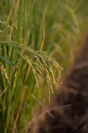 rice crop nearly ready for harvestの写真素材