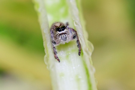 spiderの写真素材