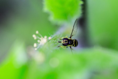 insectの写真素材