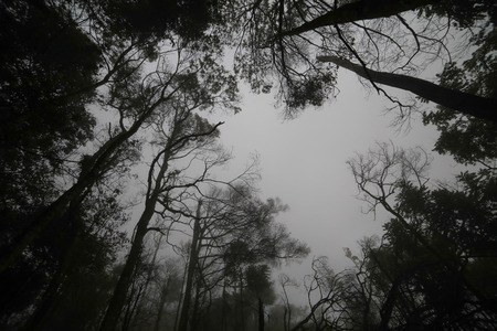 wood in winterの写真素材