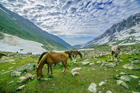 Grazing horses in the mountainsの写真素材