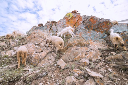 Sheep on hill with snowの写真素材